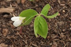 Oxalis obtriangulata