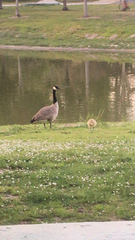 Branta canadensis
