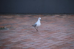 Chroicocephalus novaehollandiae