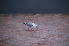 Chroicocephalus novaehollandiae