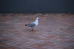 Chroicocephalus novaehollandiae