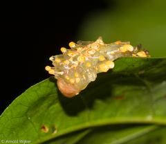 Dalceridae