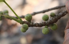 Ficus arnottiana