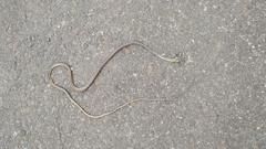 Dendrelaphis girii