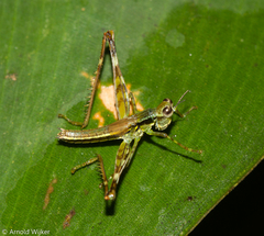 Eumastacidae