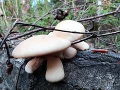 Fungi