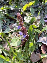 Glechoma hederacea