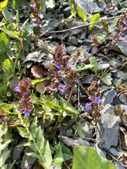 Glechoma hederacea