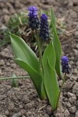 Muscari latifolium