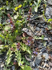 Glechoma hederacea
