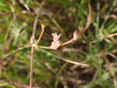 Commelina subulata