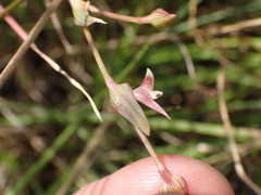 Commelina subulata