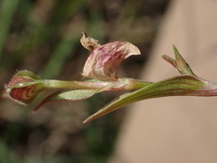 Commelina subulata