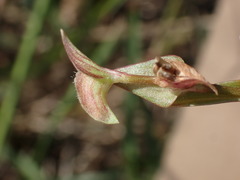 Commelina subulata