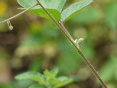 Pseudarthria viscida