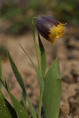 Fritillaria michailovskyi