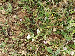 Ornithogalum baeticum