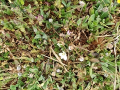 Ornithogalum baeticum