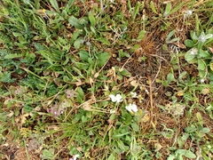 Ornithogalum baeticum