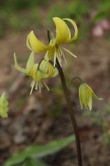 Erythronium tuolumnense