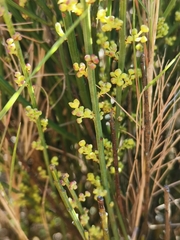 Ephedra major
