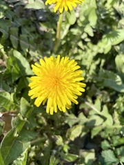 Taraxacum officinale