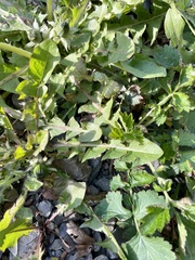 Taraxacum officinale