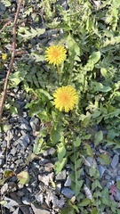 Taraxacum officinale