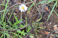 Felicia erigeroides