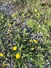 Taraxacum officinale