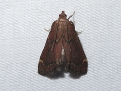 Hypsopygia intermedialis