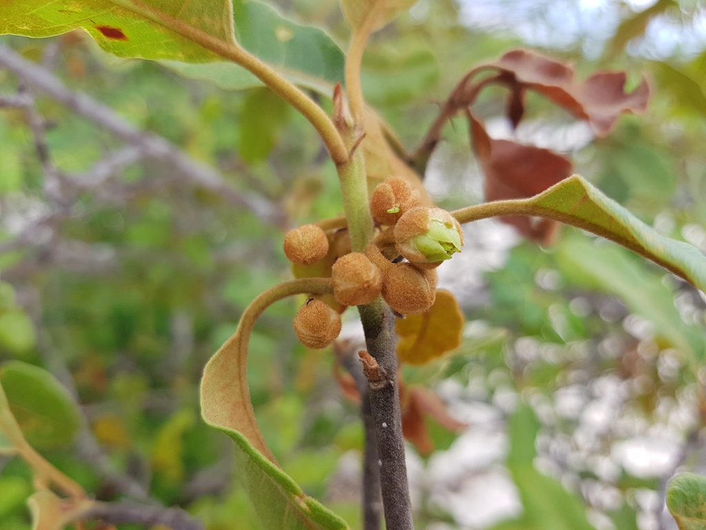 Capurodendron perrieri
