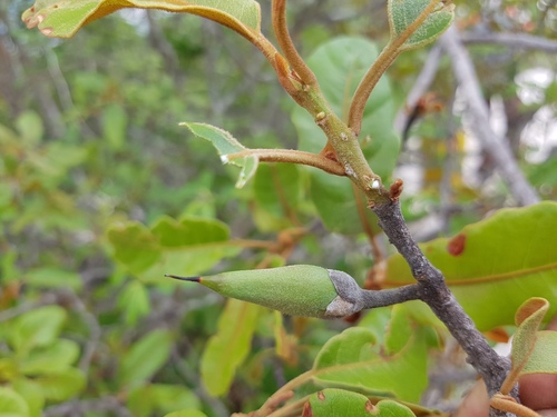 Capurodendron perrieri image