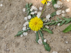 Taraxacum mongolicum