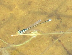 Ischnura capreolus