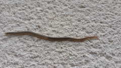 Henia vesuviana