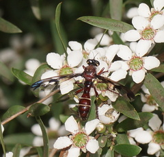Daptolestes limbipennis