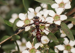 Daptolestes limbipennis