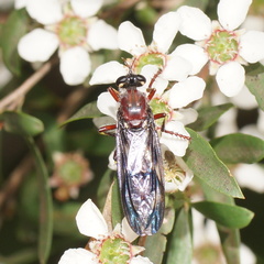 Daptolestes limbipennis