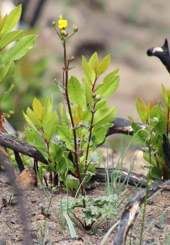 Image of Packera ganderi by (c) Millie Basden, some rights reserved (CC BY)