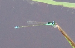Ischnura capreolus