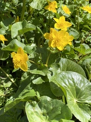 Caltha palustris