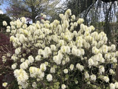 Fothergilla