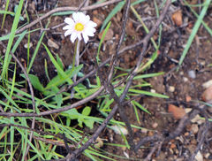 Felicia erigeroides