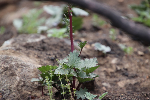 Image of Packera ganderi by (c) Millie Basden, some rights reserved (CC BY)