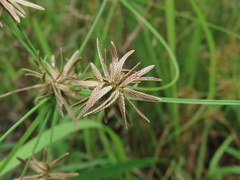 Cyperus flavidus