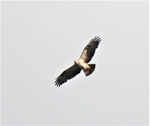 Busardo ratonero (Buteo buteo)