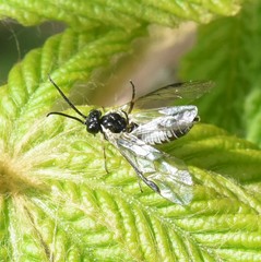 Empria