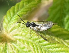 Empria