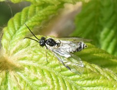 Empria